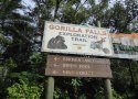 Florida-Day-5-041-Disneys-Animal-Kingdom-Gorilla-Falls-Exploration-Trail