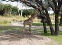 Florida-Day-5-072-Disneys-Animal-Kingdom-Kilimanjaro-Safaris