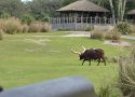 Florida-Day-5-075-Disneys-Animal-Kingdom-Kilimanjaro-Safaris