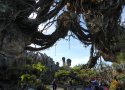 Florida-Day-5-138-Disneys-Animal-Kingdom-Pandora-The-World-of-Avatar