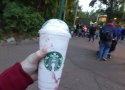 Florida-Day-5-183-Disneys-Animal-Kingdom-Starbucks-Creature-Comforts-Coffee-Shop-Serious-Strawberry-Frappuccino