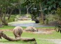 Florida-Day-08-067-Disneys-Animal-Kingdom-Kilimanjaro-Safaris